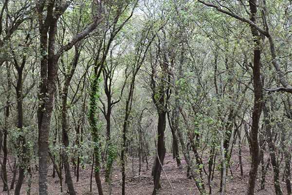 montnegre